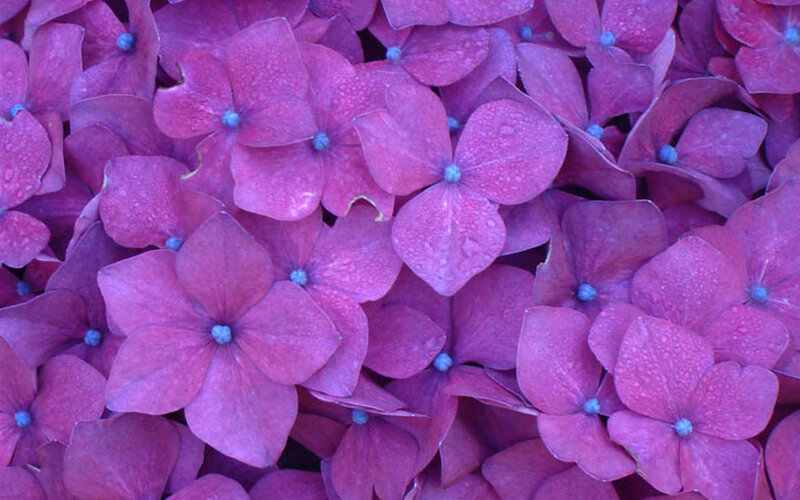 Purple Hydrangea Flowers — Calm, Photograph, Petals, Drops