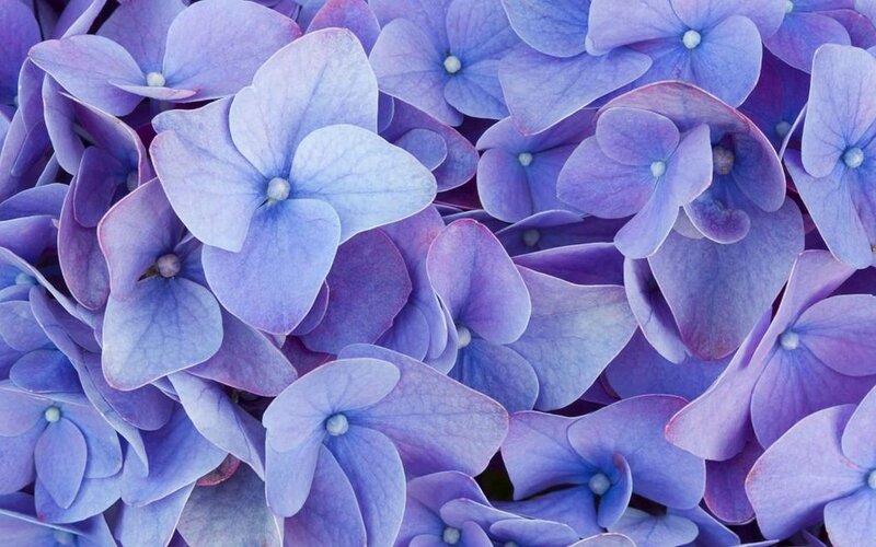 Purple Hydrangea Flowers — Calm, Photograph, Petals