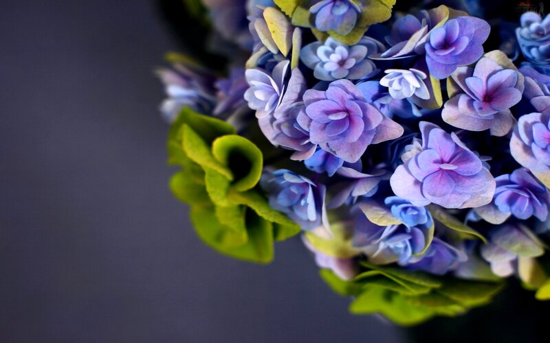Purple Hydrangea Flowers — Calm, Photograph
