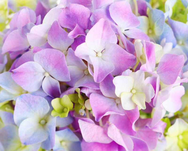Purple Hydrangea Flowers — Calm, Spring, Photograph