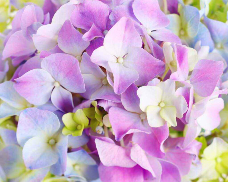 Purple Hydrangea Flowers — Calm, Spring