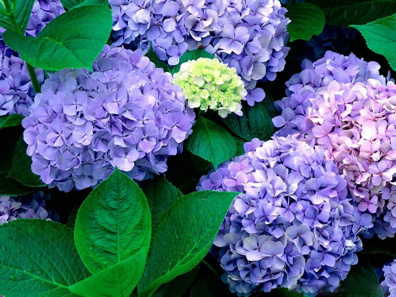 Purple Hydrangea Flowers — Calm, Summer, Photograph, Green Leaves, Flower Buds