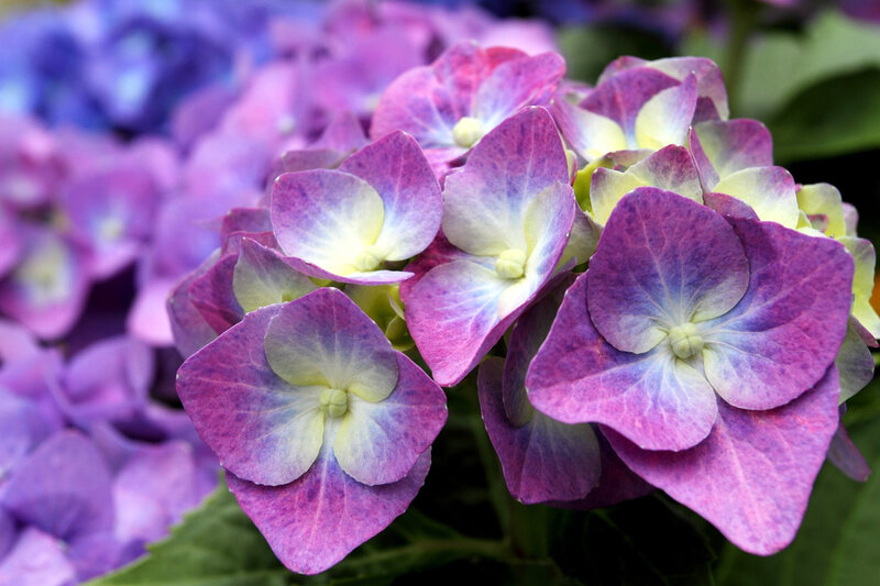 Purple Hydrangea Flowers — Calm, Summer, Photograph, Leaves