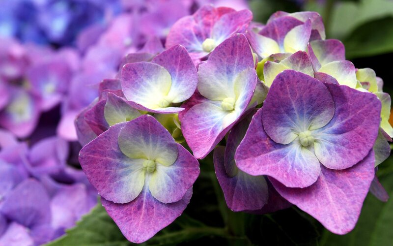 Purple Hydrangea Flowers — Calm, Summer, Photograph, Leaves, White, Green