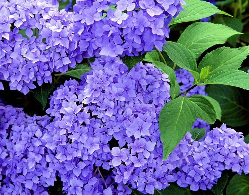 Purple Hydrangea Flowers — Calm, Summer, Photograph