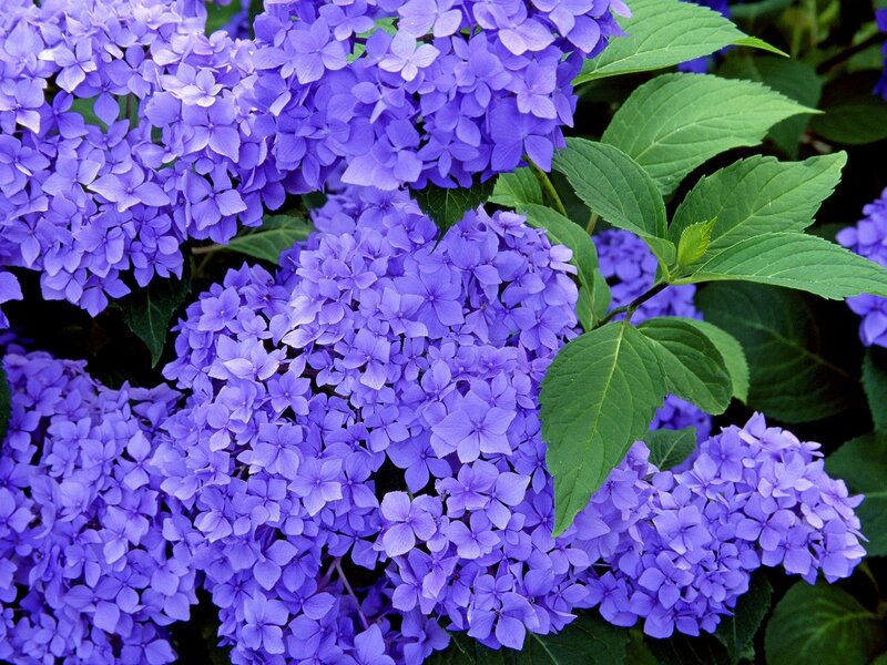 Purple Hydrangea Flowers — Calm, Summer