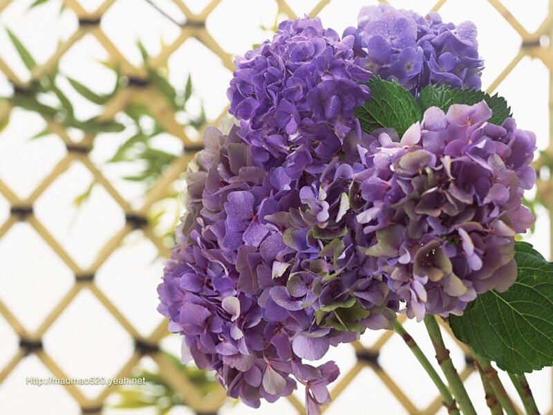Purple Hydrangea Flowers — Calm