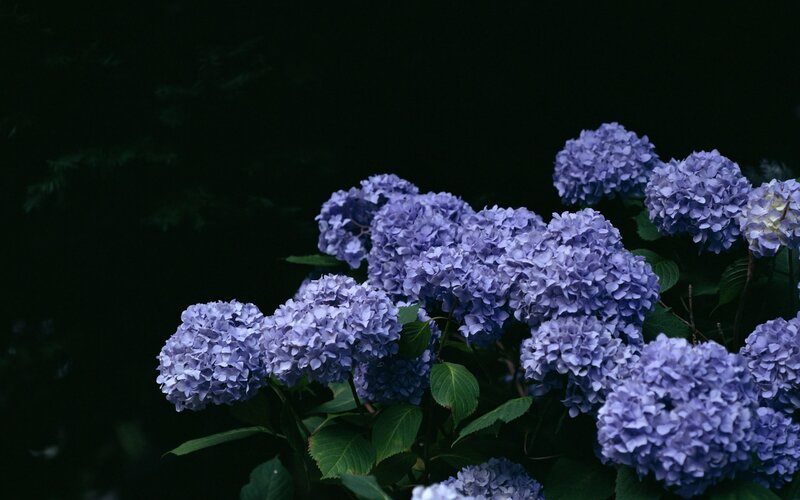 Purple Hydrangea Flowers — Dramatic, Photograph