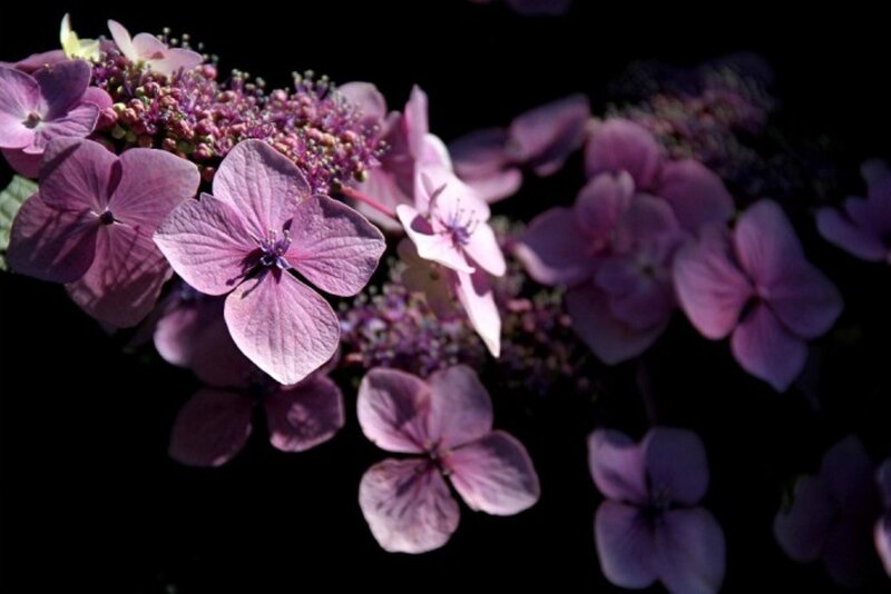Purple Hydrangea Flowers — Dramatic