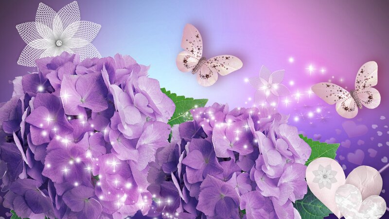 Purple Hydrangea Flowers — Dreamy
