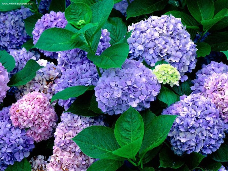 Purple Hydrangea Flowers — Flower Buds