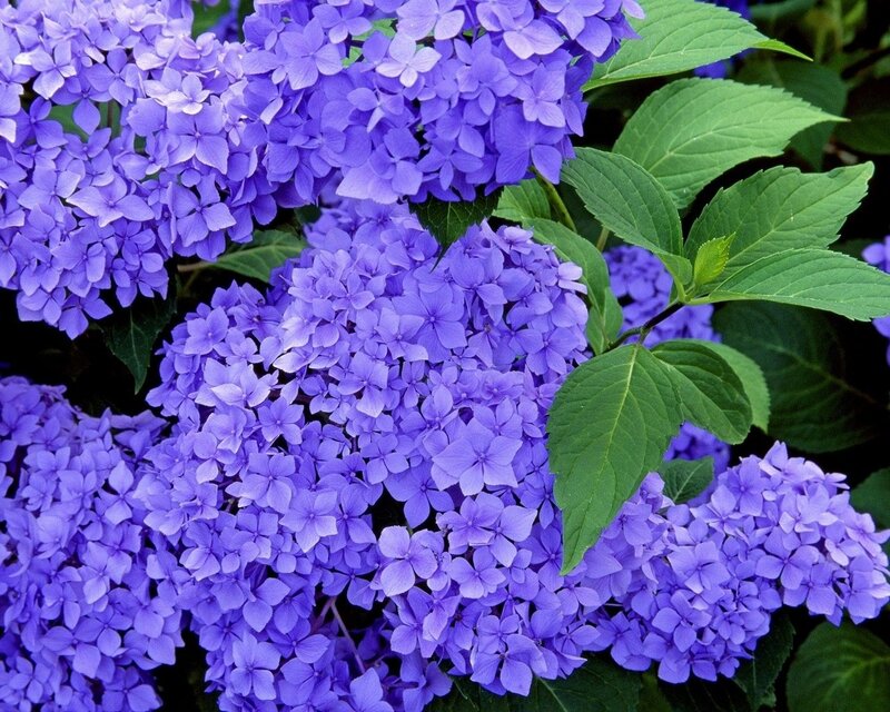 Purple Hydrangea Flowers — Green Leaves