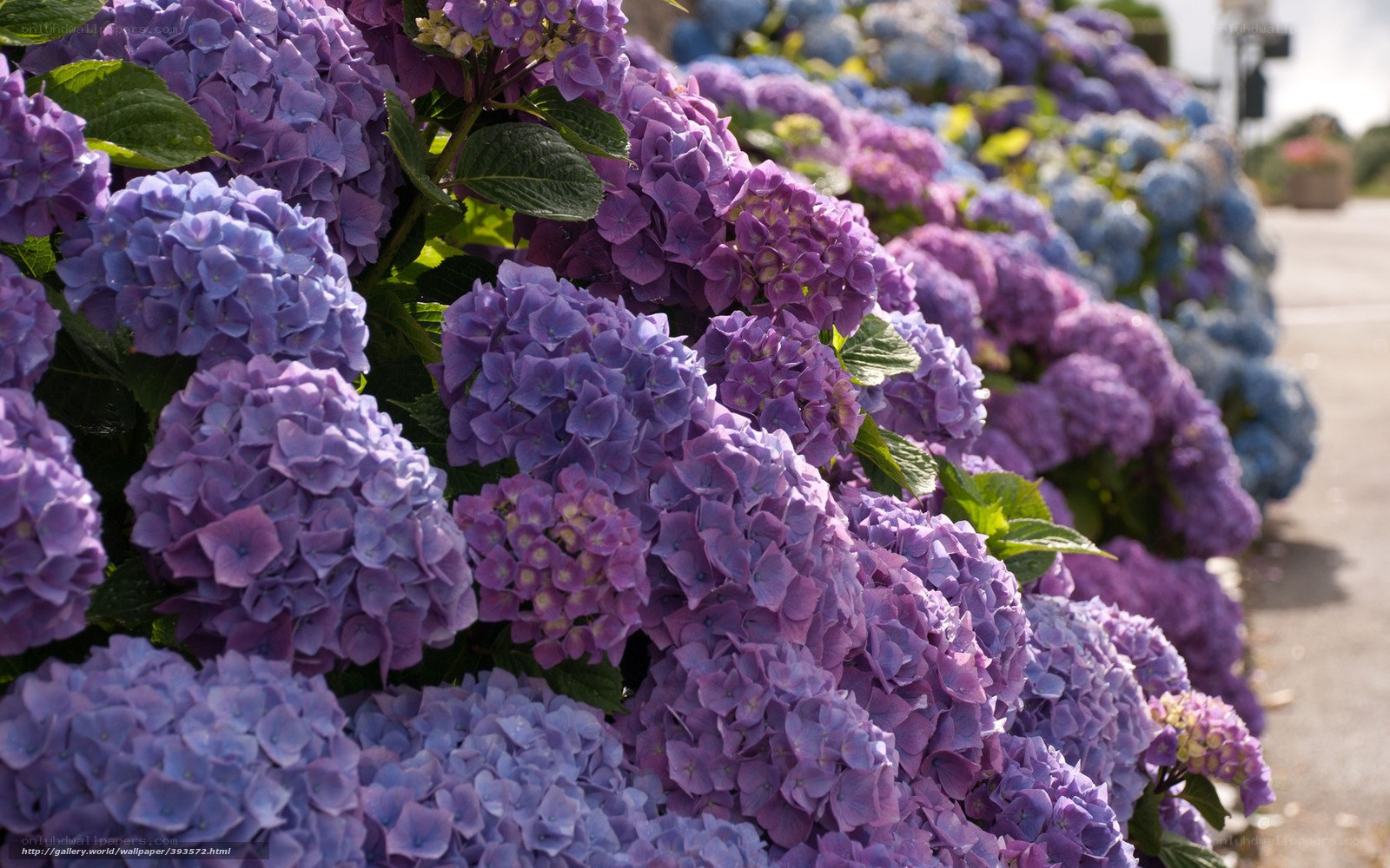Purple hydrangea flowers in bloom