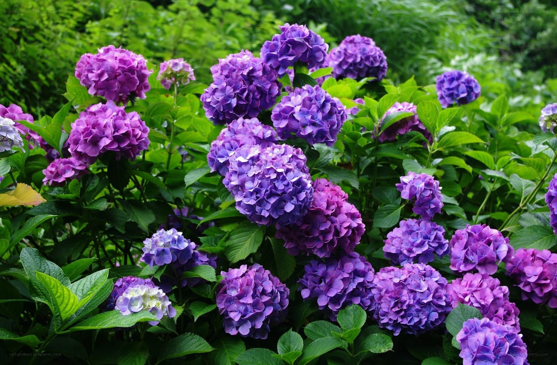 Purple hydrangea flowers in garden