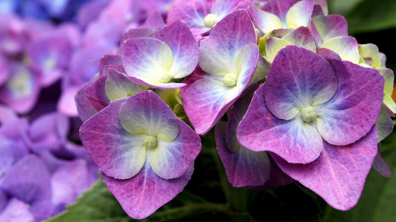 Purple Hydrangea Flowers — Leaves