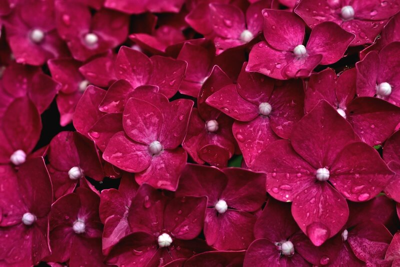 Purple Hydrangea Flowers — Magenta