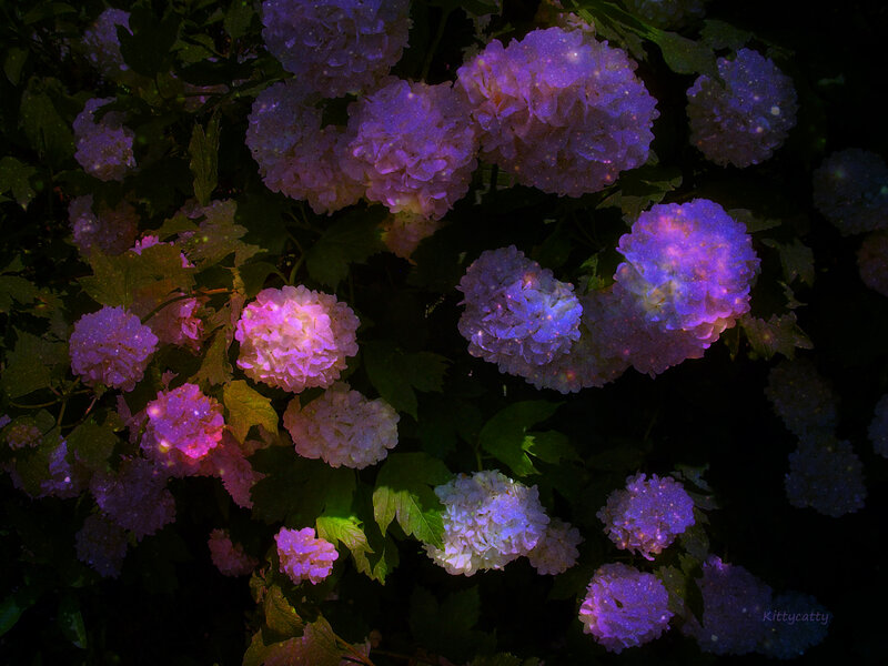 Purple Hydrangea Flowers — Mysterious