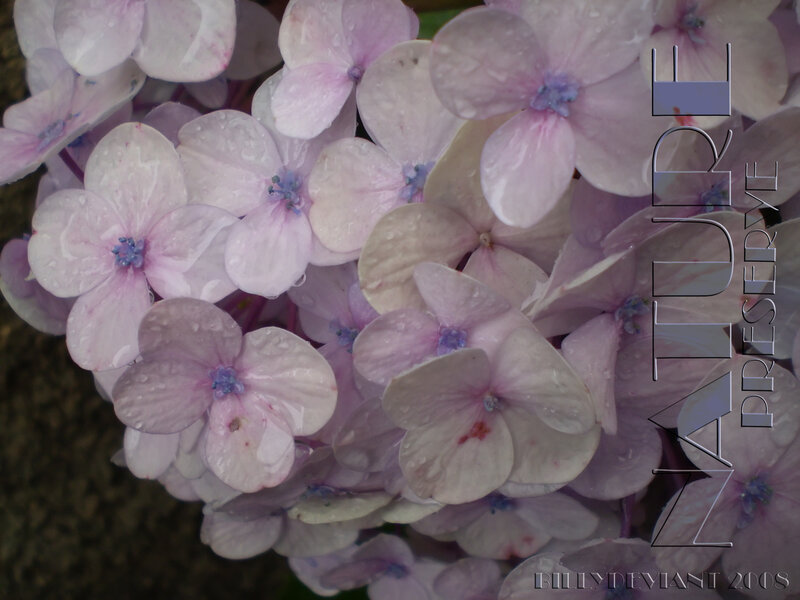 Purple Hydrangea Flowers — Pink