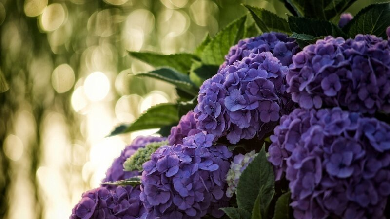 Purple Hydrangea Flowers — Serene, Afternoon, Photograph, Green Leaves