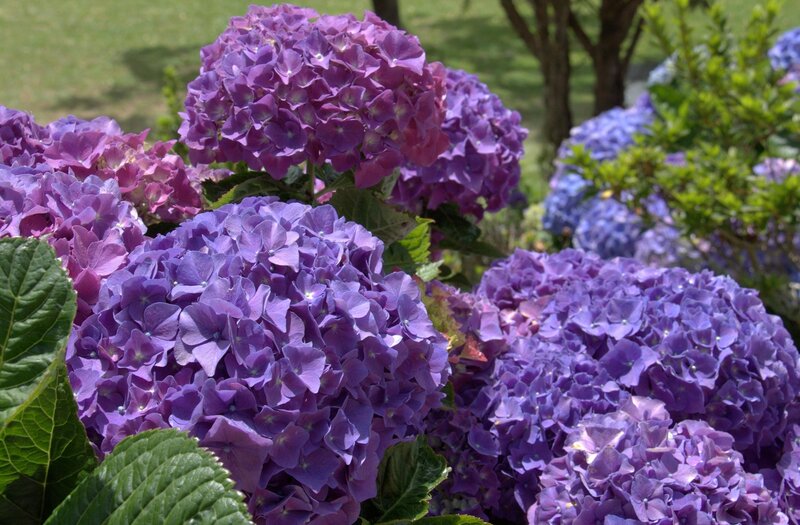 Purple Hydrangea Flowers — Serene, Afternoon, Photograph, Green Leaves, Tree Trunk