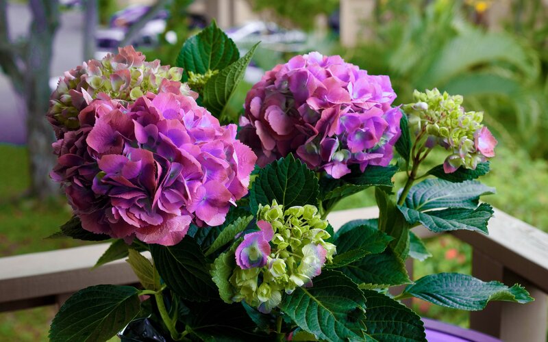 Purple Hydrangea Flowers — Serene, Afternoon, Photograph, Green Leaves, Wooden Railing