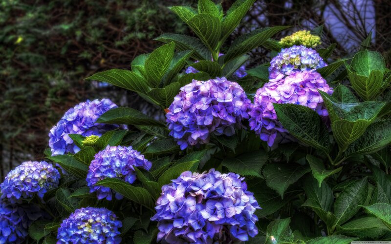 Purple Hydrangea Flowers — Serene, Afternoon, Photograph