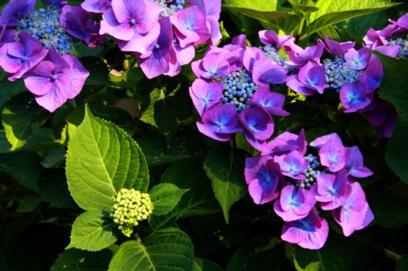 Purple Hydrangea Flowers — Serene, Afternoon