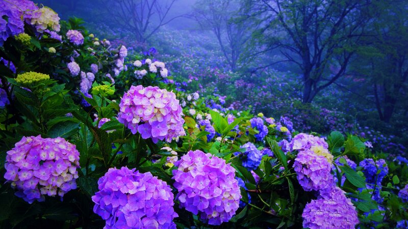 Purple Hydrangea Flowers — Serene, Morning, Photograph