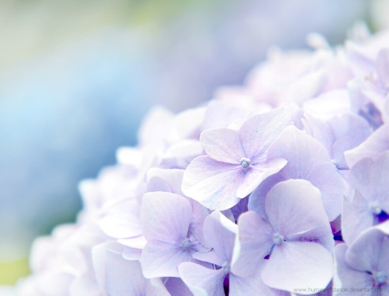 Purple Hydrangea Flowers — Serene, Photograph, Blurry Background