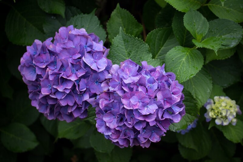 Purple Hydrangea Flowers — Serene, Photograph, Green Leaves