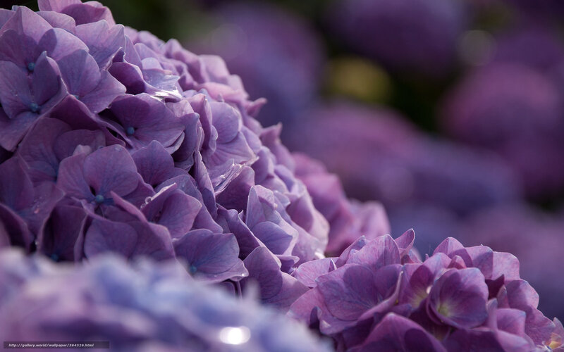 Purple Hydrangea Flowers — Serene, Photograph, Petals