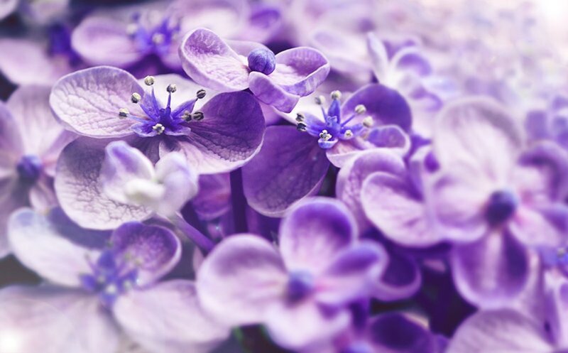 Purple Hydrangea Flowers — Serene, Photograph