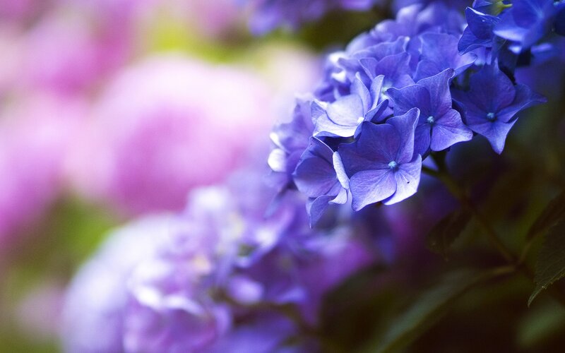 Purple Hydrangea Flowers — Serene, Spring, Photograph, Leaves