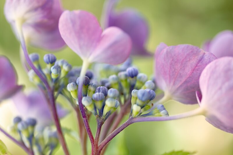 Purple Hydrangea Flowers — Serene, Spring, Photograph