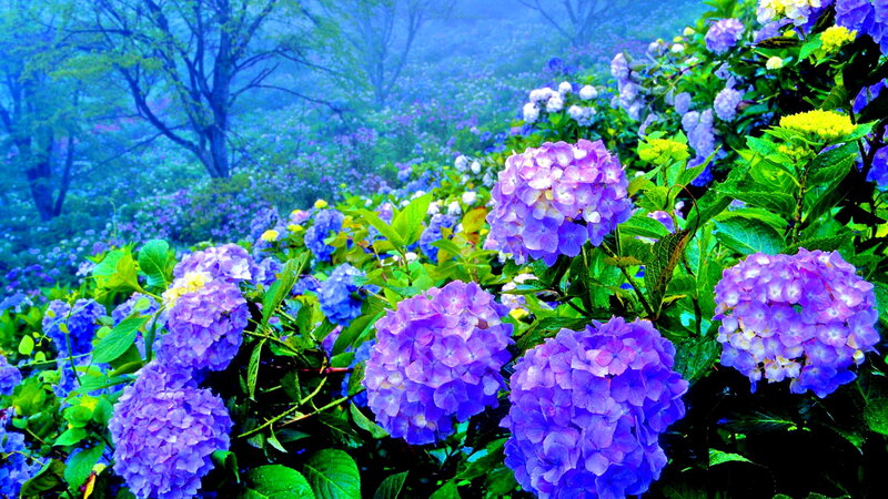 Purple Hydrangea Flowers — Serene, Spring