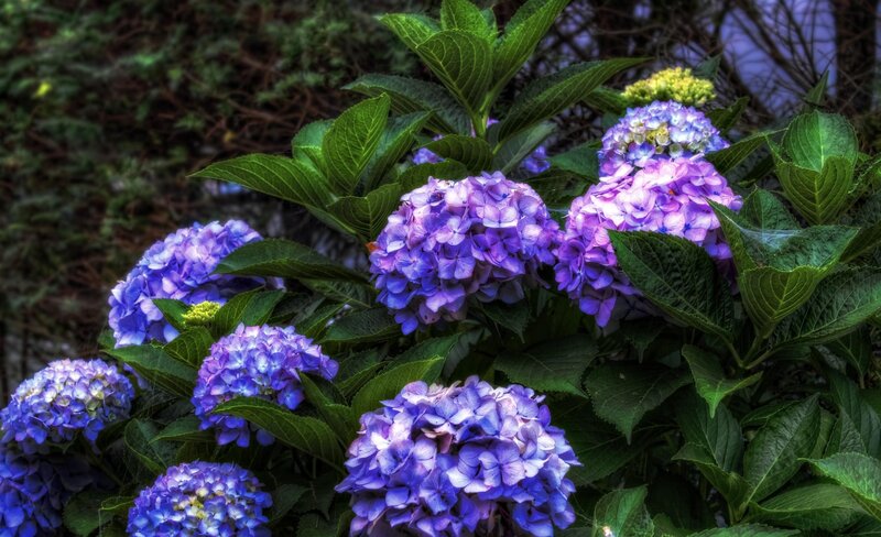 Purple Hydrangea Flowers — Serene, Summer, Photograph, Green Leaves, Bush