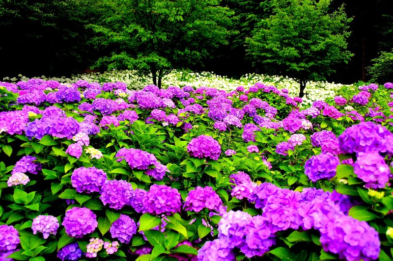 Purple Hydrangea Flowers — Serene, Summer, Photograph, Green Leaves, Trees