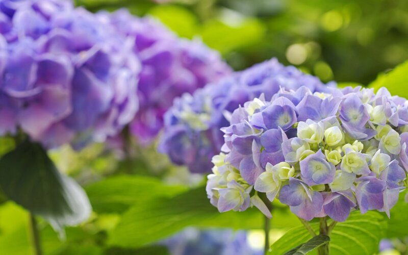 Purple Hydrangea Flowers — Serene, Summer, Photograph