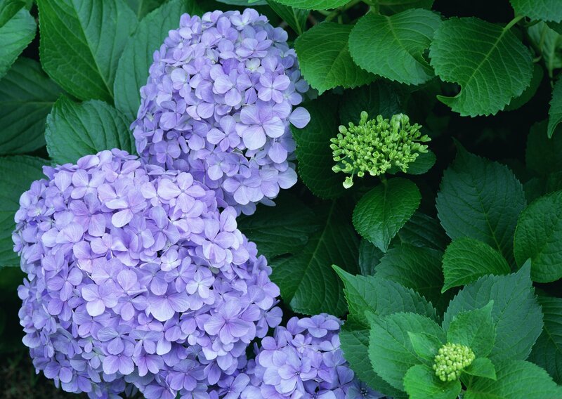 Purple Hydrangea Flowers — Serene, Summer
