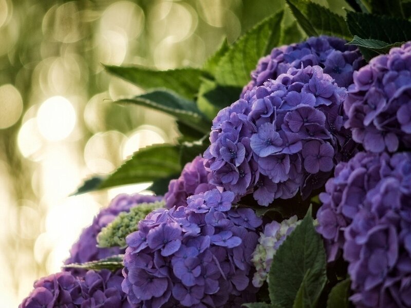 Purple Hydrangea Flowers — Serene, Sunset