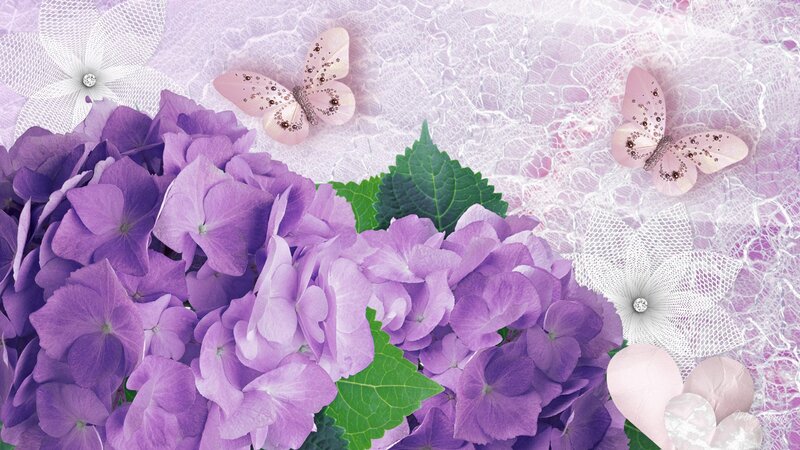 Purple Hydrangea Flowers — Serene