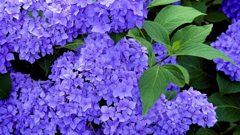 Purple Hydrangea Flowers — Summer, Photograph