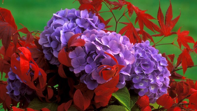 Purple Hydrangea Flowers — Vibrant, Autumn, Photograph