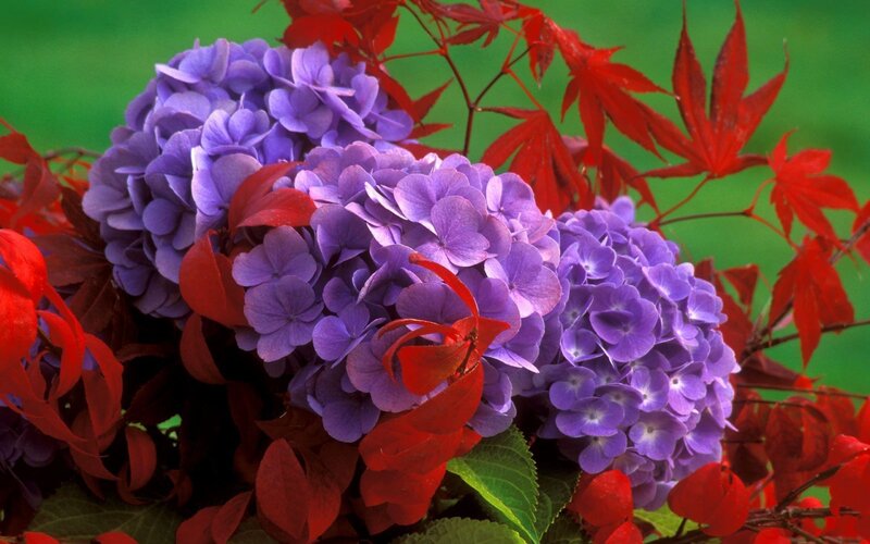 Purple Hydrangea Flowers — Vibrant, Autumn