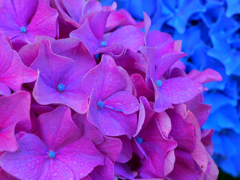 Purple Hydrangea Flowers — Vibrant, Photograph