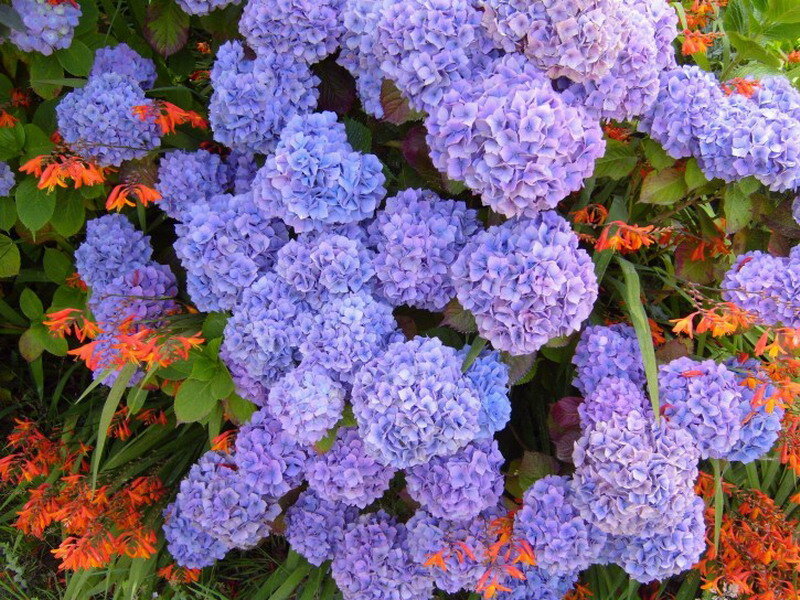 Purple Hydrangea Flowers — Vibrant
