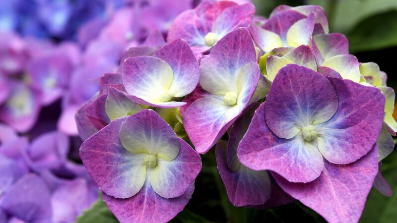 Purple Hydrangea Flowers — White