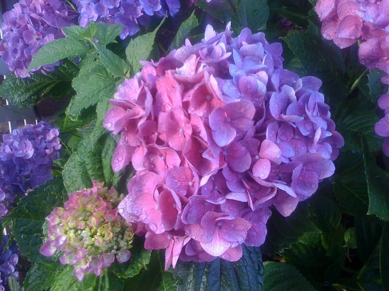 Purple hydrangea flowers with dew