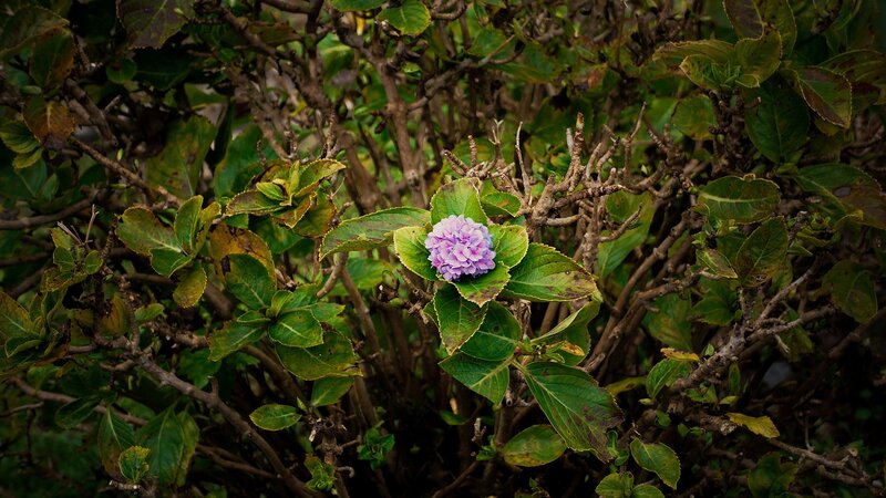 purple hydrangea in a bush