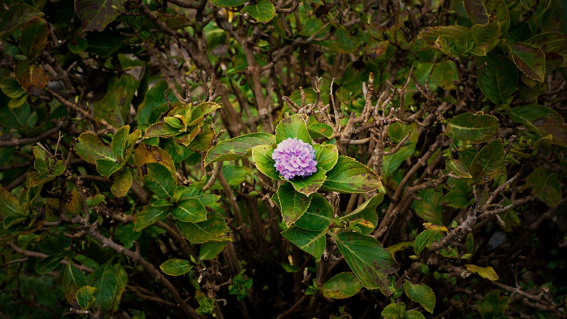 purple hydrangea in a bush